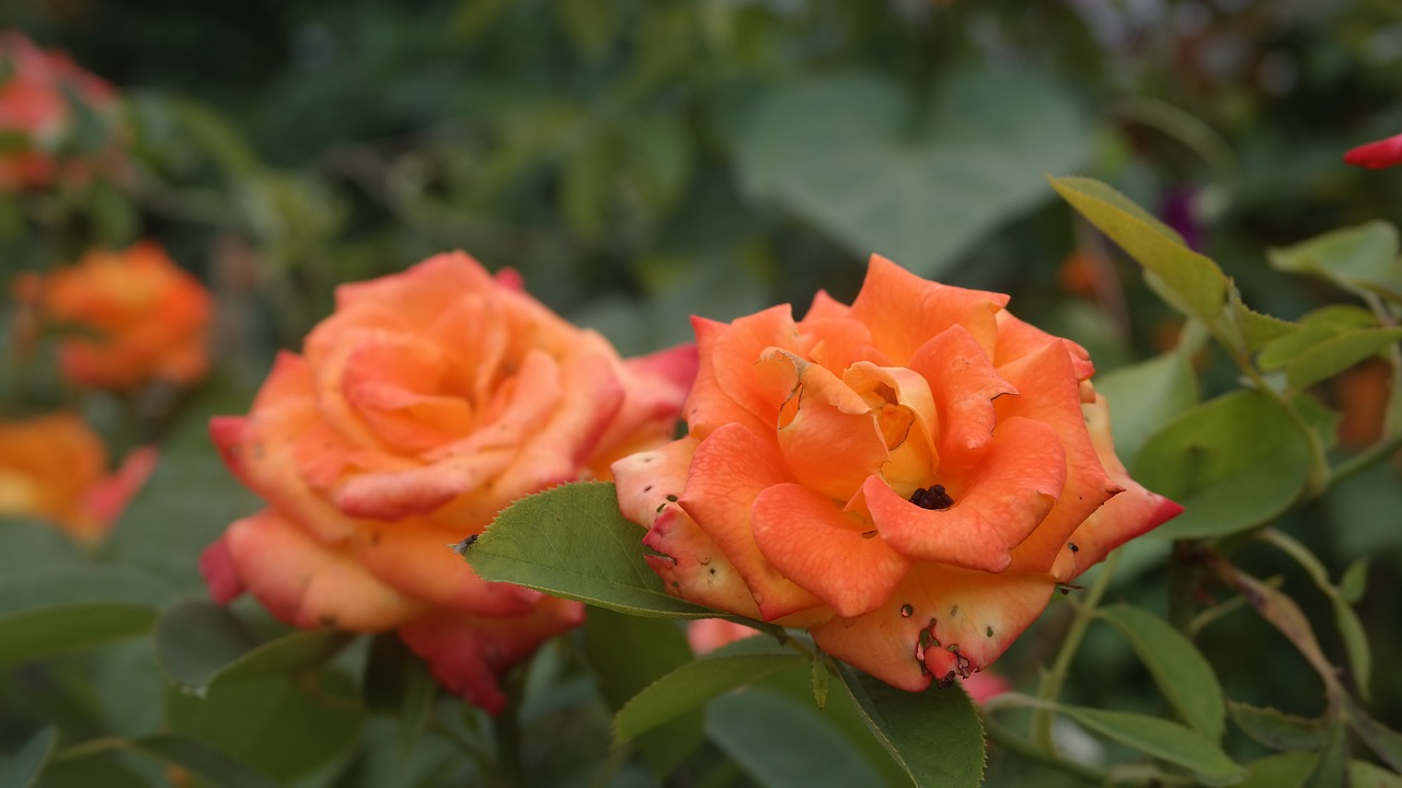 rose  orange  flower free photo