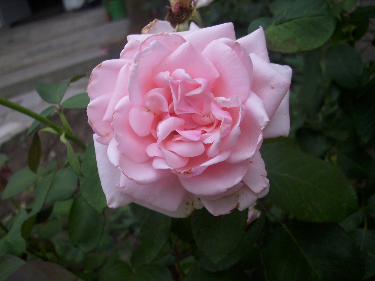 rose red rose blossom free photo