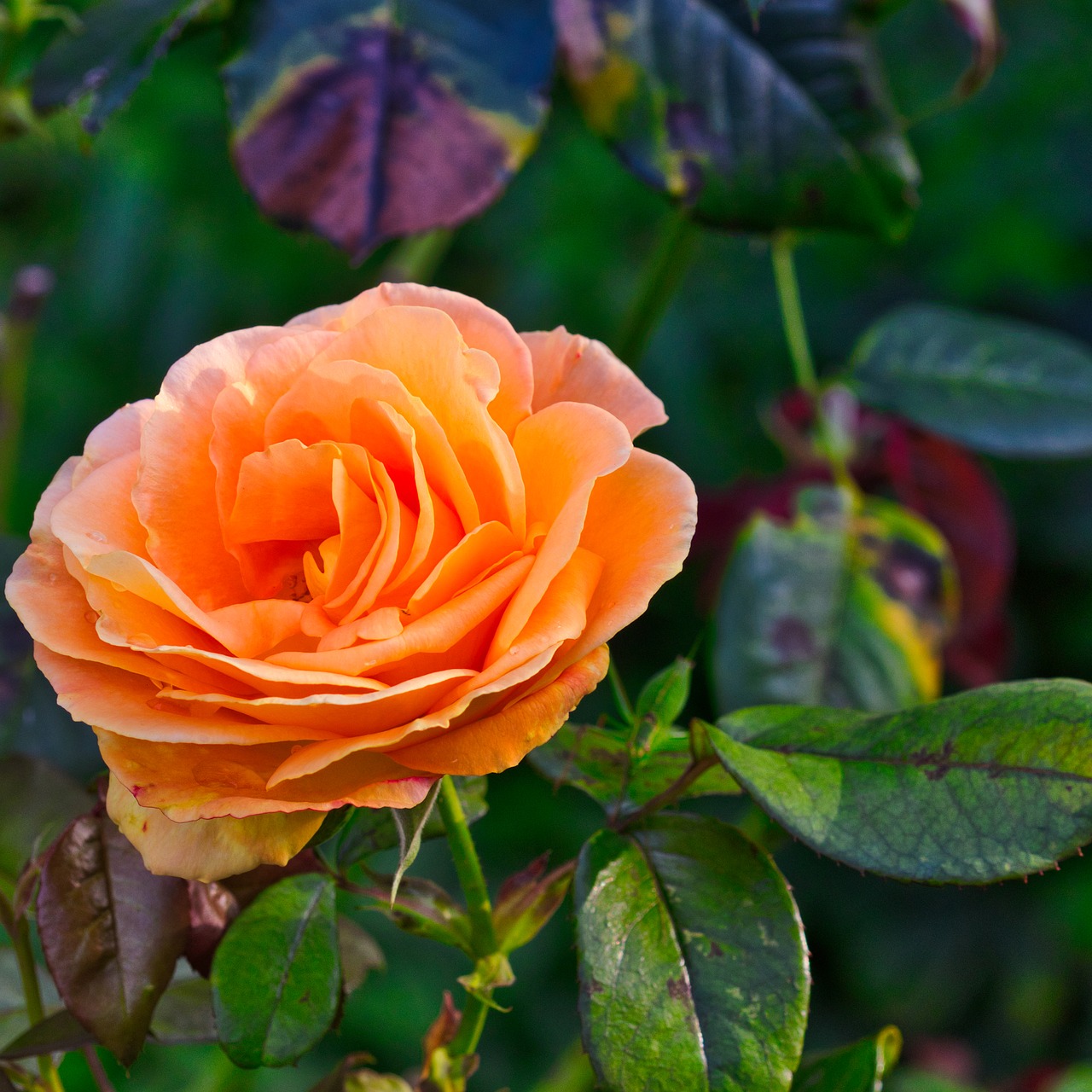 rose  orange  blossom free photo