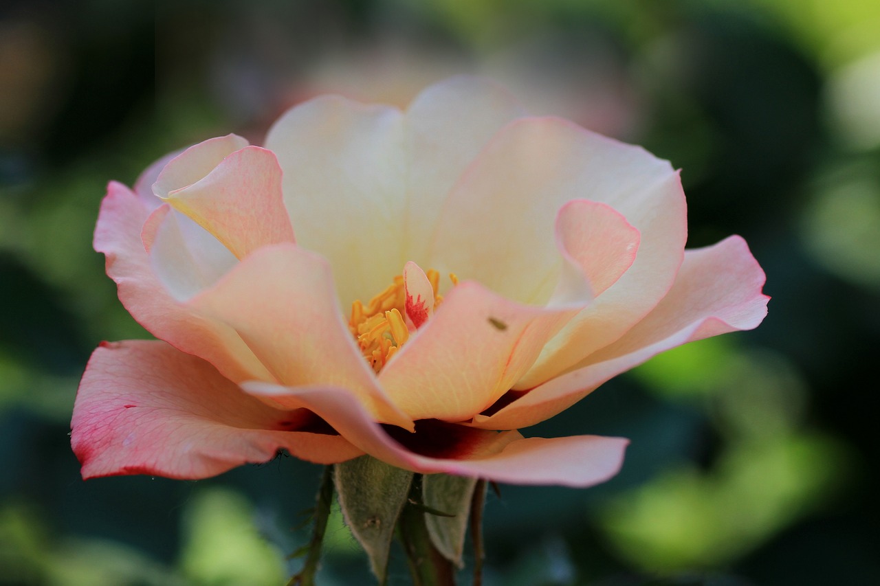 rose  garden  flower free photo