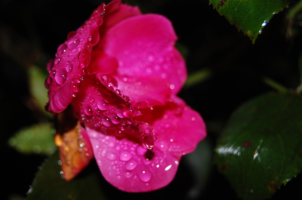 rose  depression  rain free photo