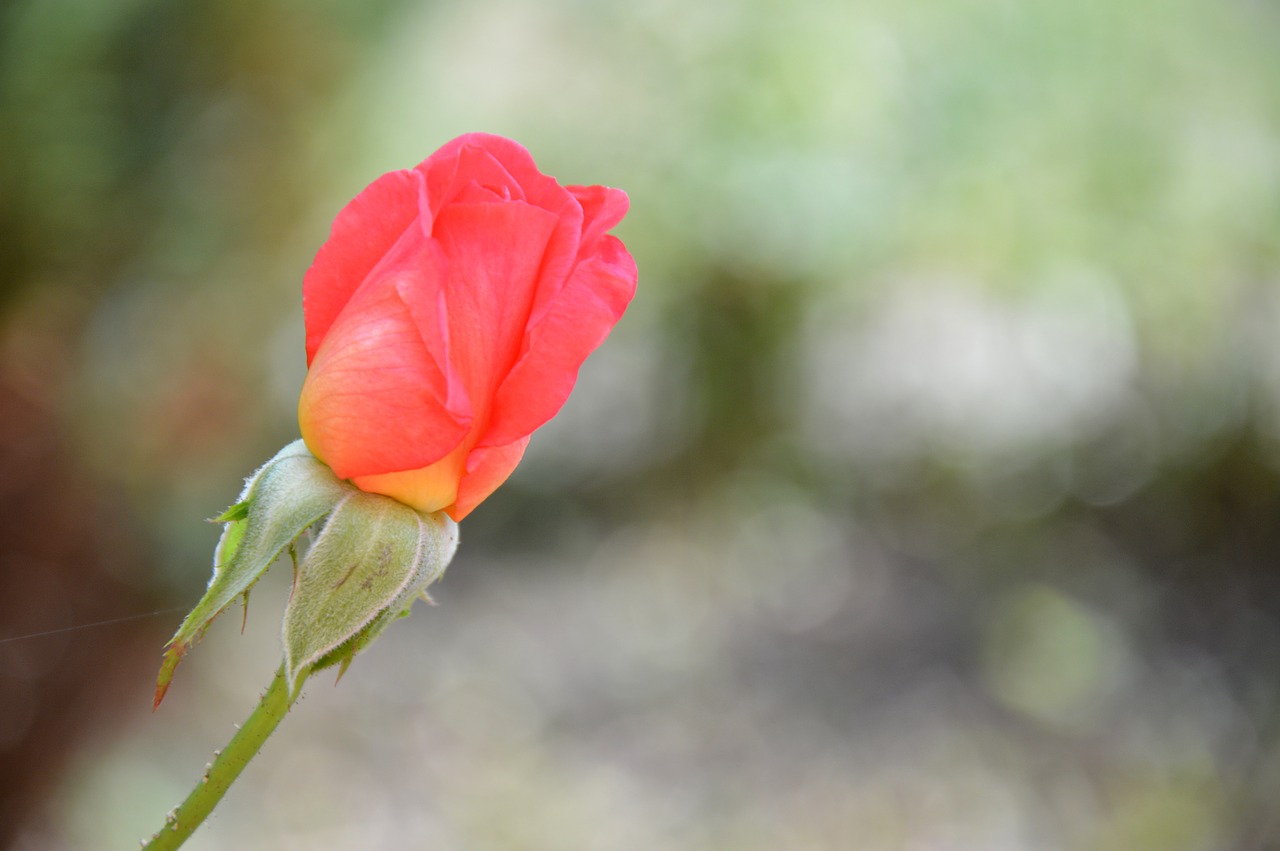 rose  blossom  bloom free photo