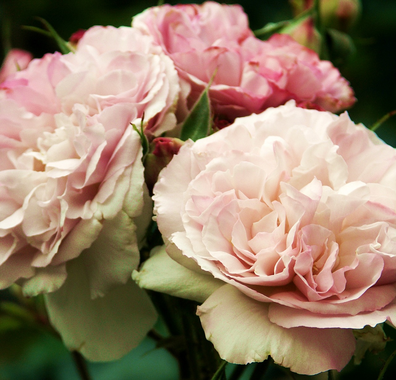 rose rose bloom fragrance free photo