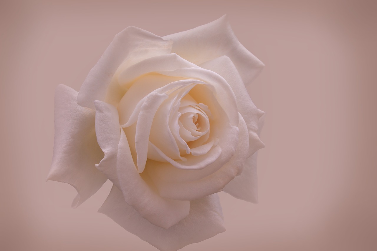 rose  white  close up free photo