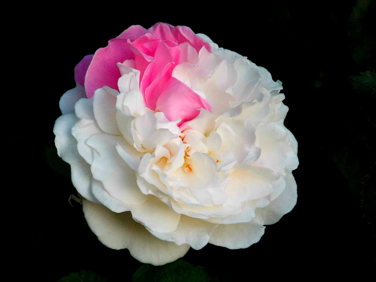 rose rose bloom bi color free photo