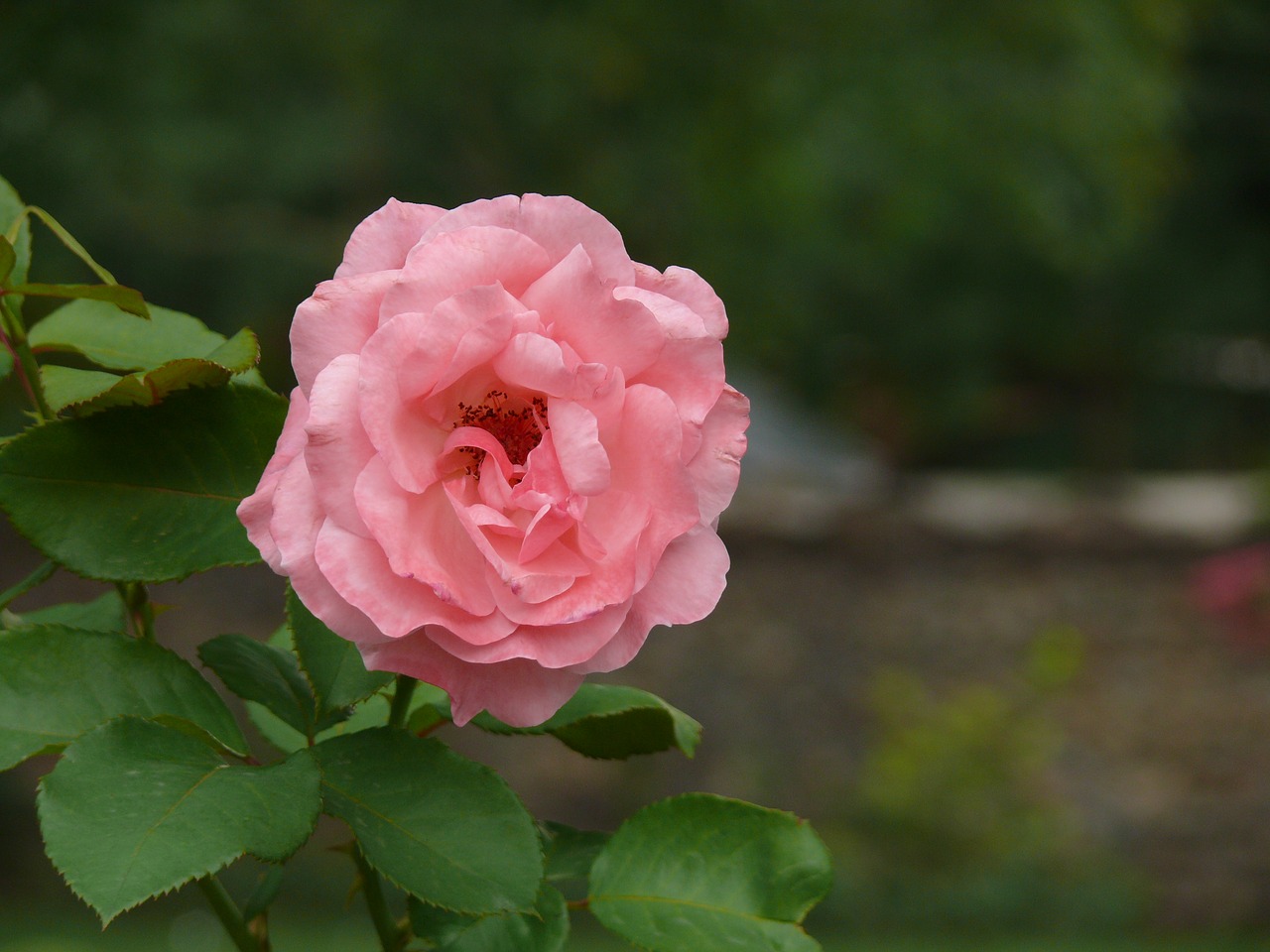 rose  garden  pink free photo