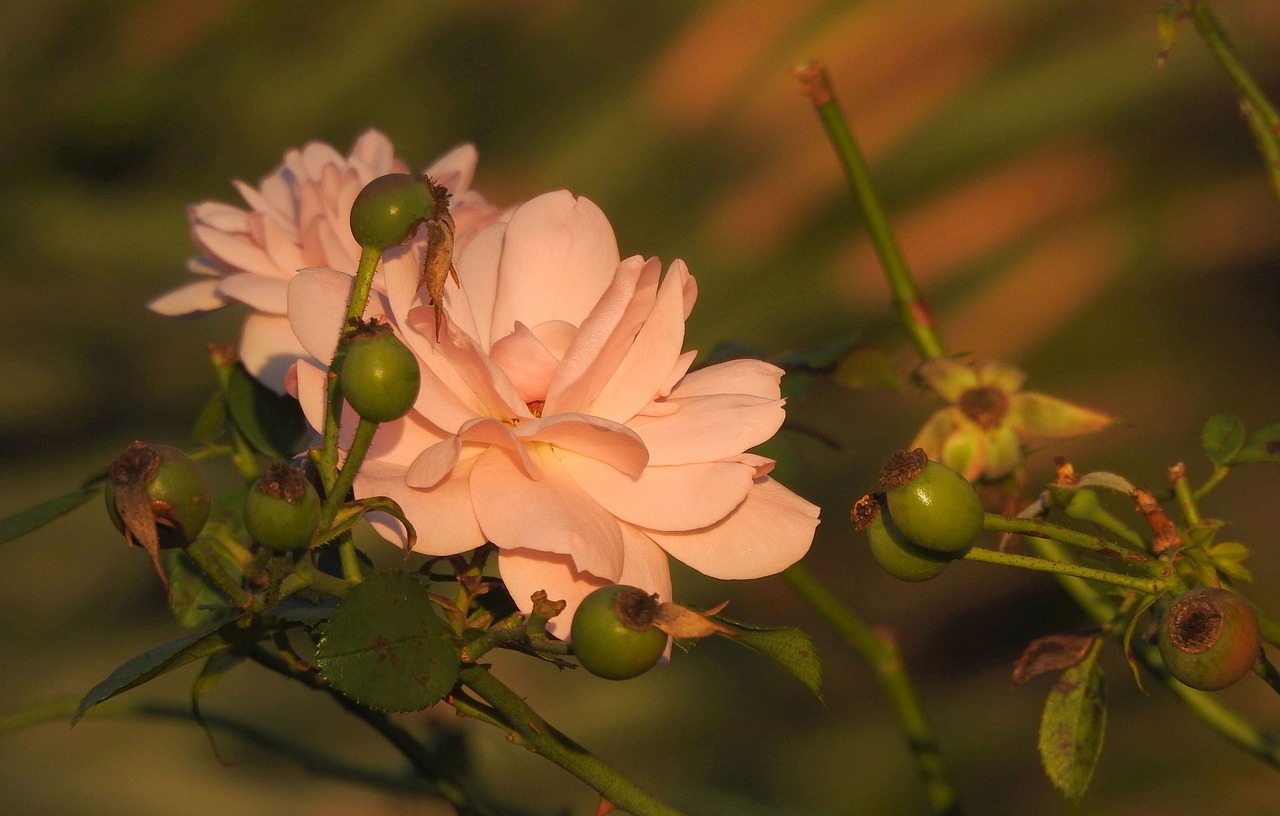 rose  blossom  bloom free photo