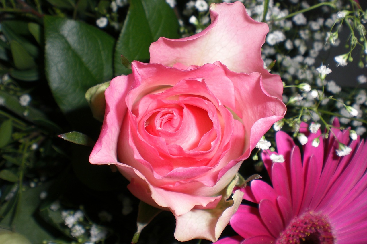 rose birthday bouquet gypsophila free photo