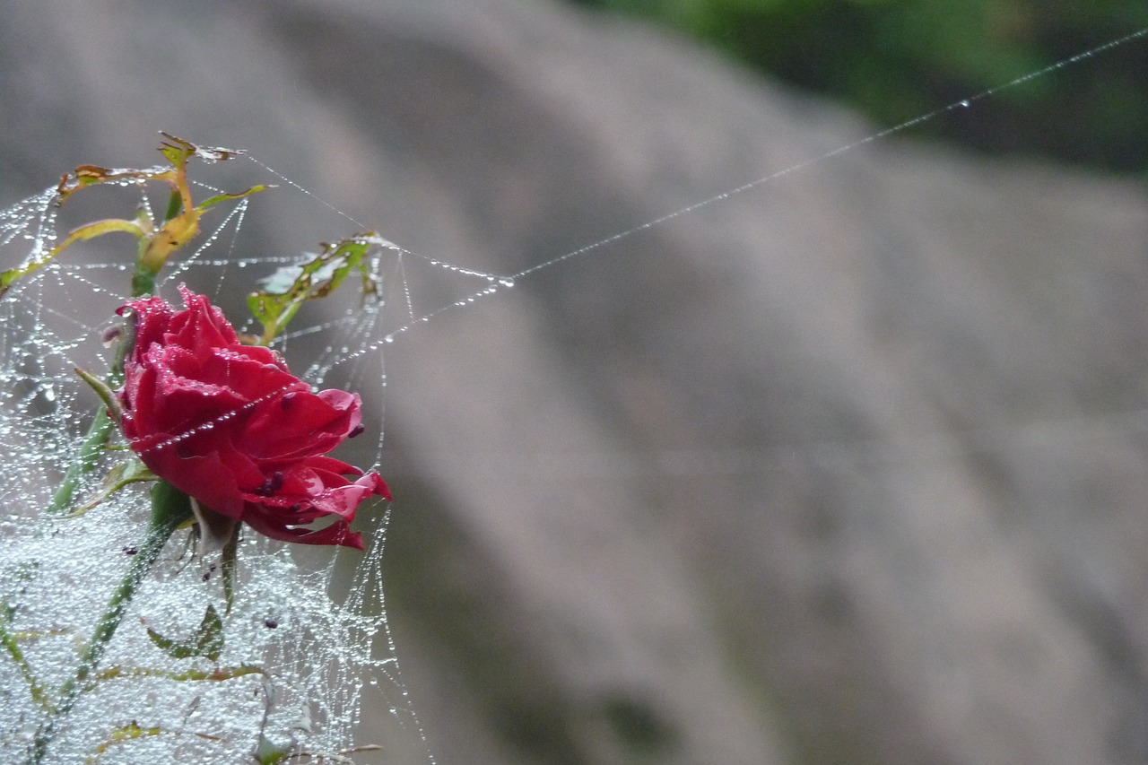 rose  dew  spider webs free photo