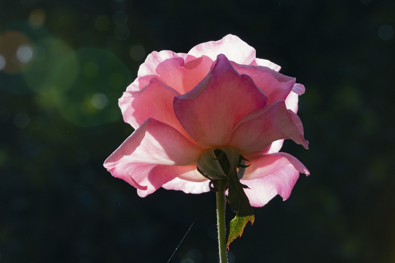 rose  pink roses  flowers free photo