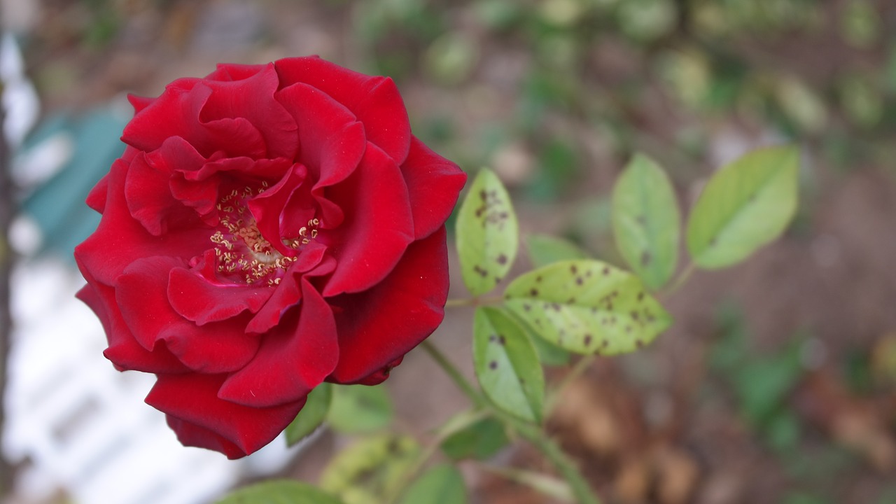 rose  scarlet  withering free photo