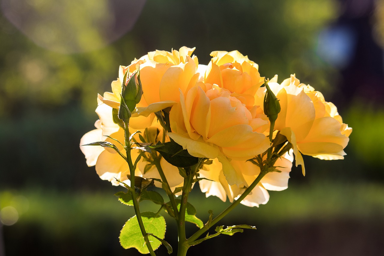 rose  plant  flowers free photo