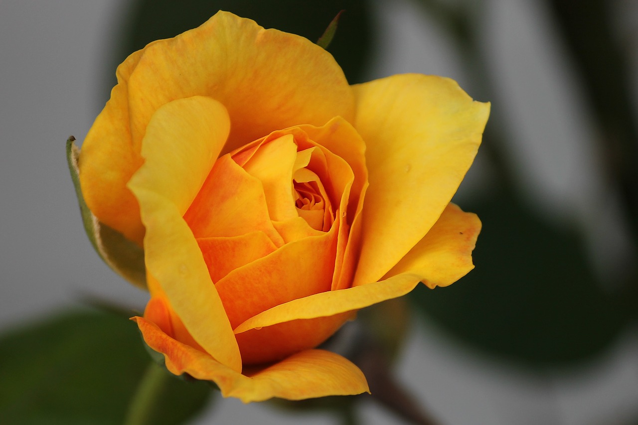 rose  yellow  orange free photo