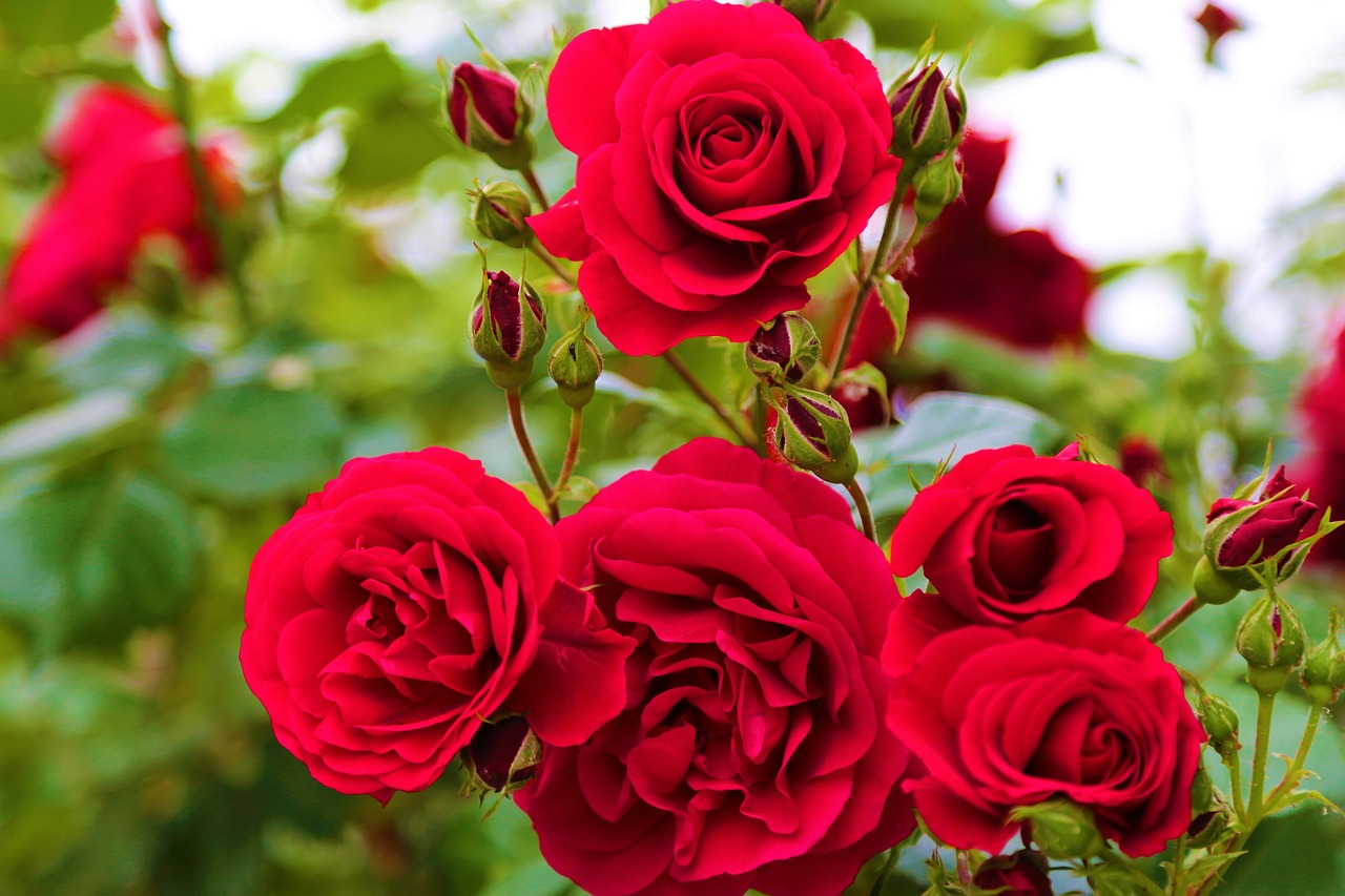 rose  roses  plant free photo