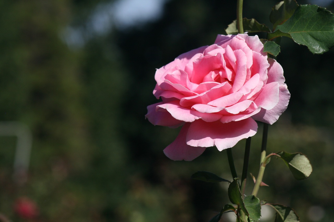 rose  flower  blossom free photo