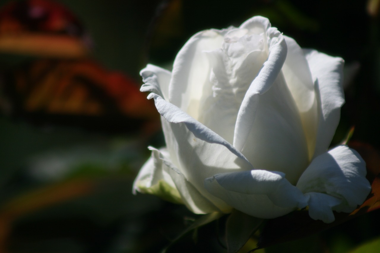 rose  white  bloom free photo