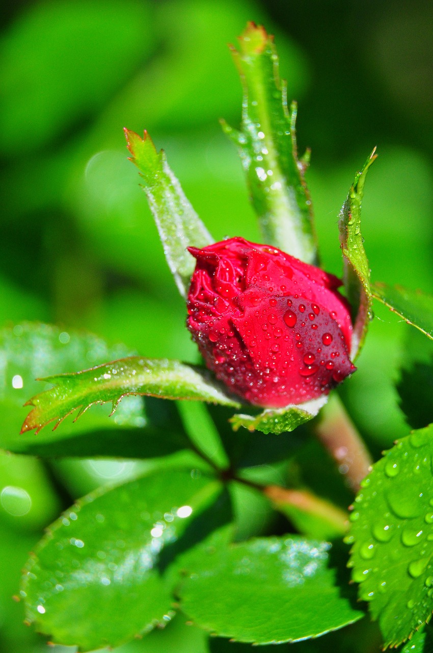 rose  red  flower free photo