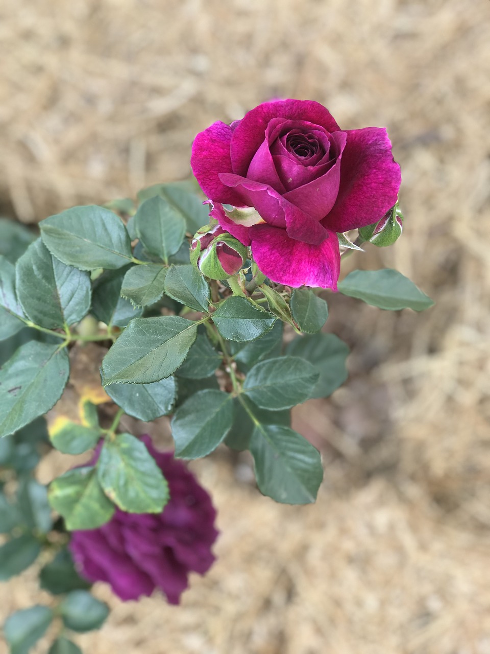 rose  purple  flower free photo