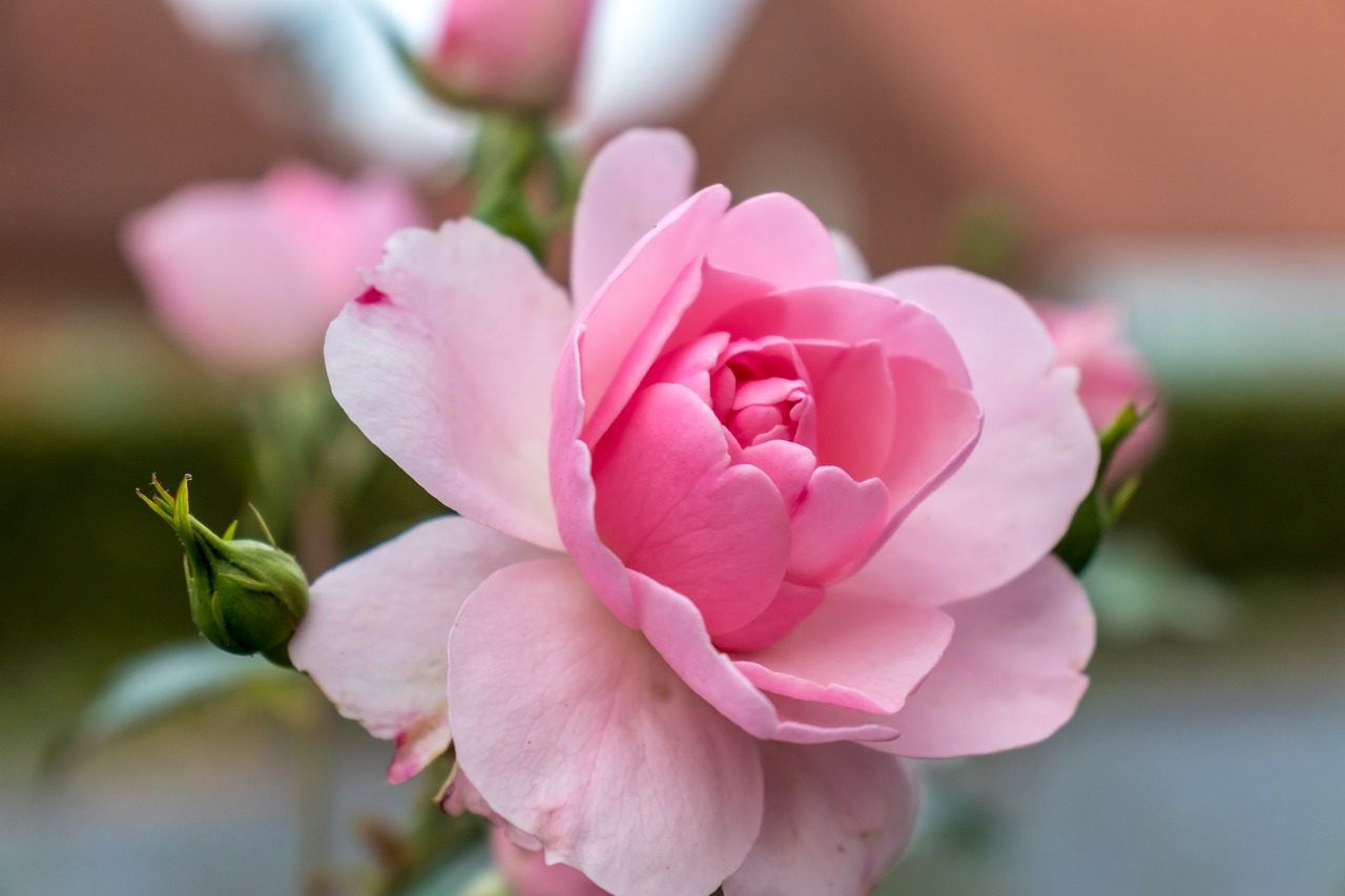 rose  pink  flower free photo