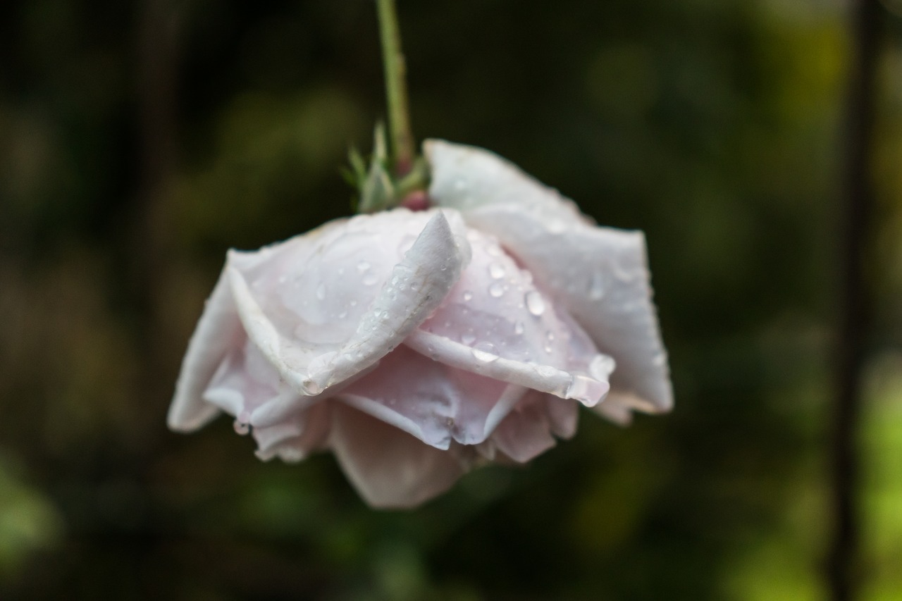 rose  white  blossom free photo