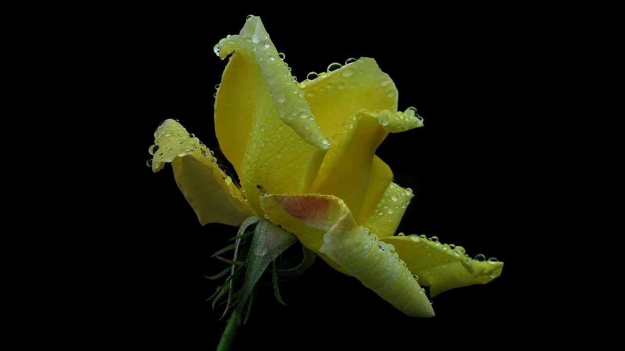 rose  yellow  yellow rose free photo