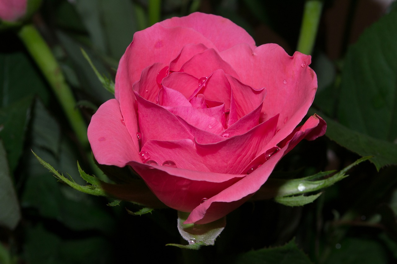 rose pink flower free photo