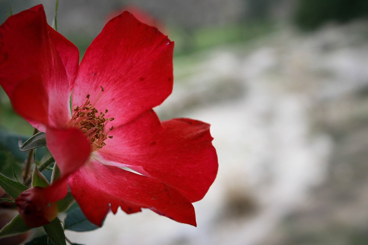 rose flower red free photo