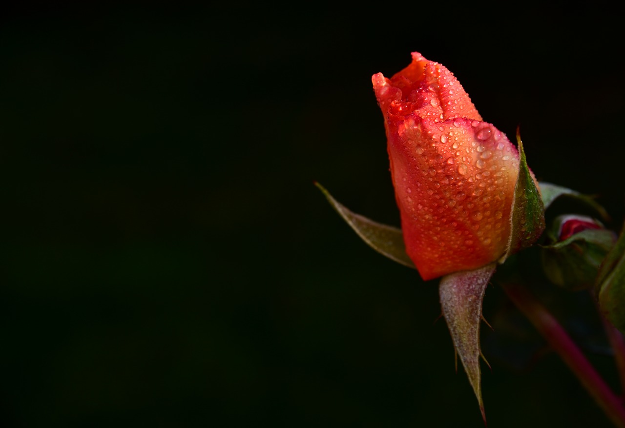 rose  bud  rosebud free photo