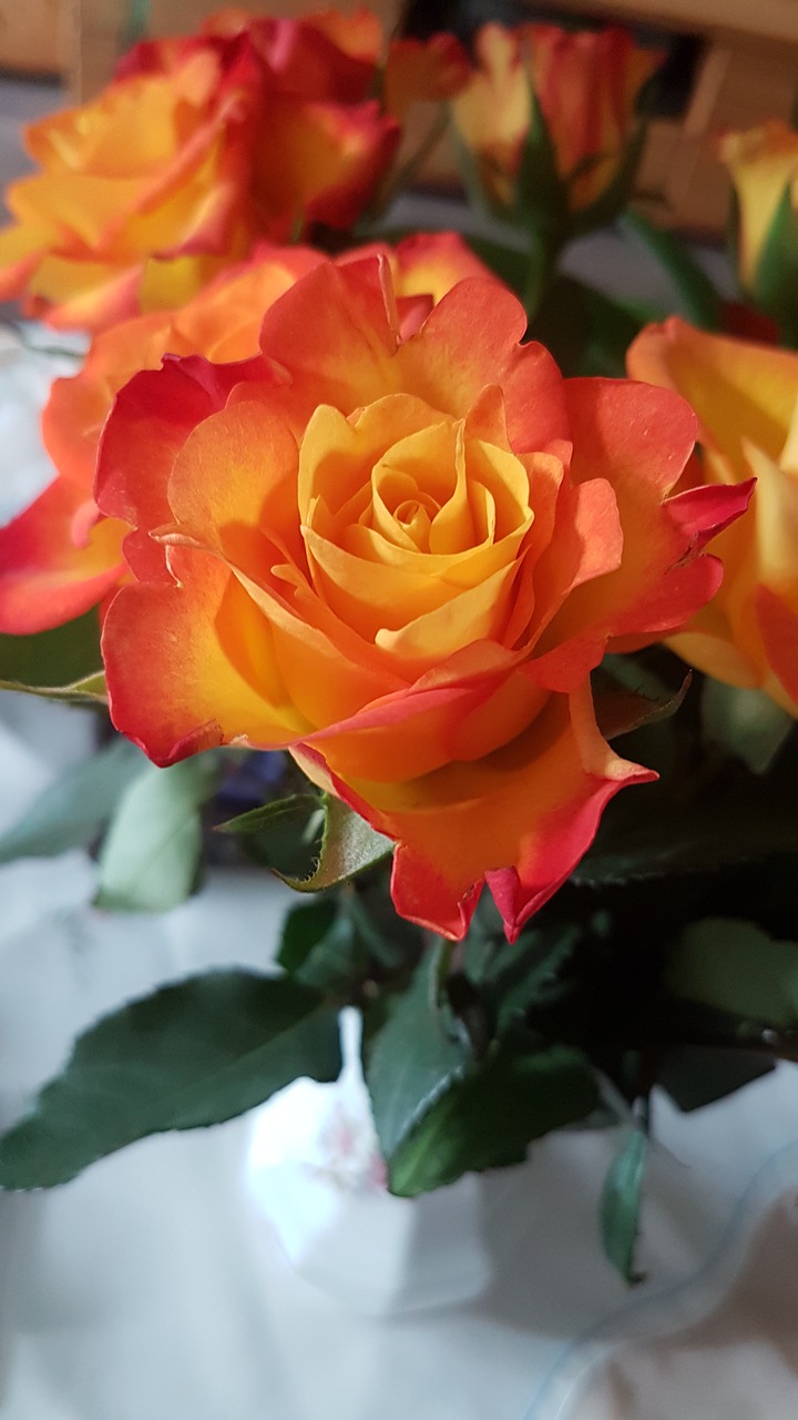 rose  orange  flower free photo