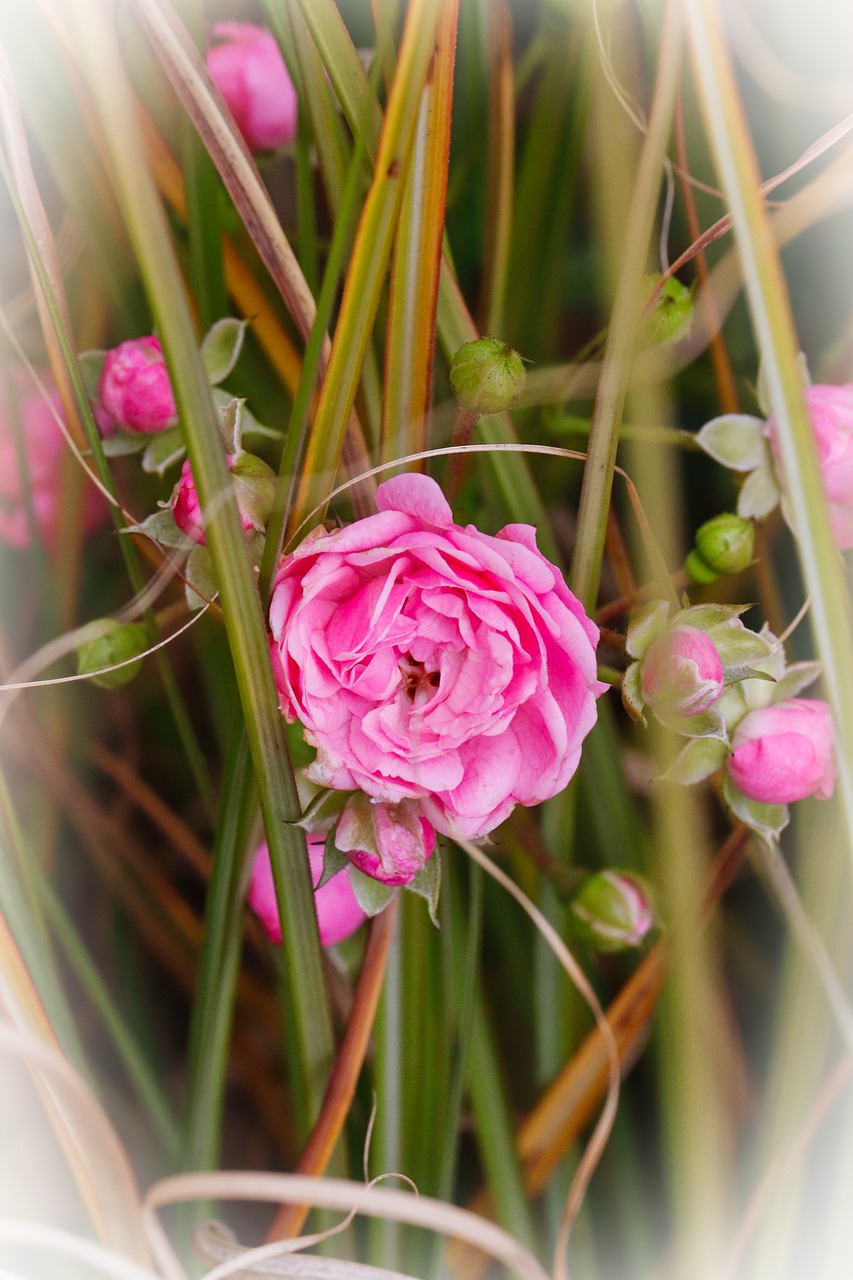 rose  pink  blossom free photo