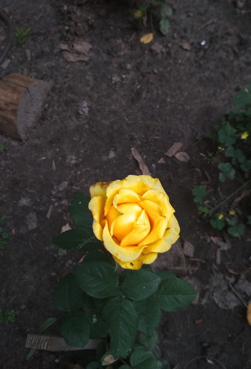 rose  yellow  flower free photo