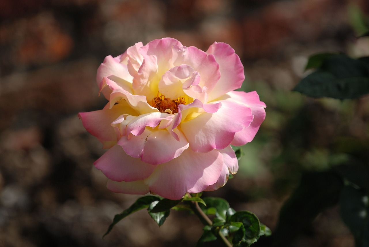rose plant flower free photo