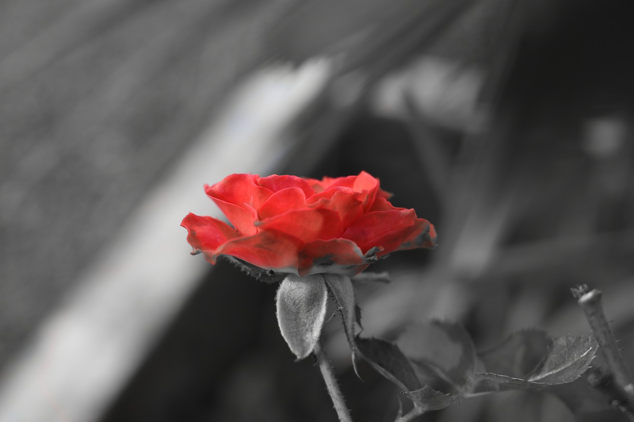 rose  red rose  red free photo