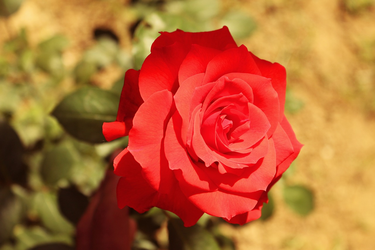 rose flower red free photo