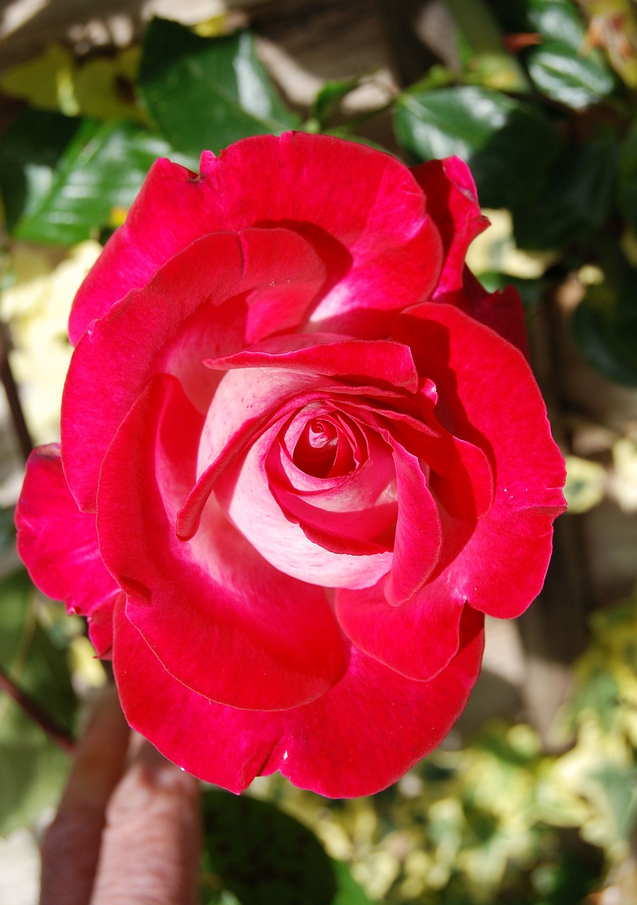 rose red flower free photo