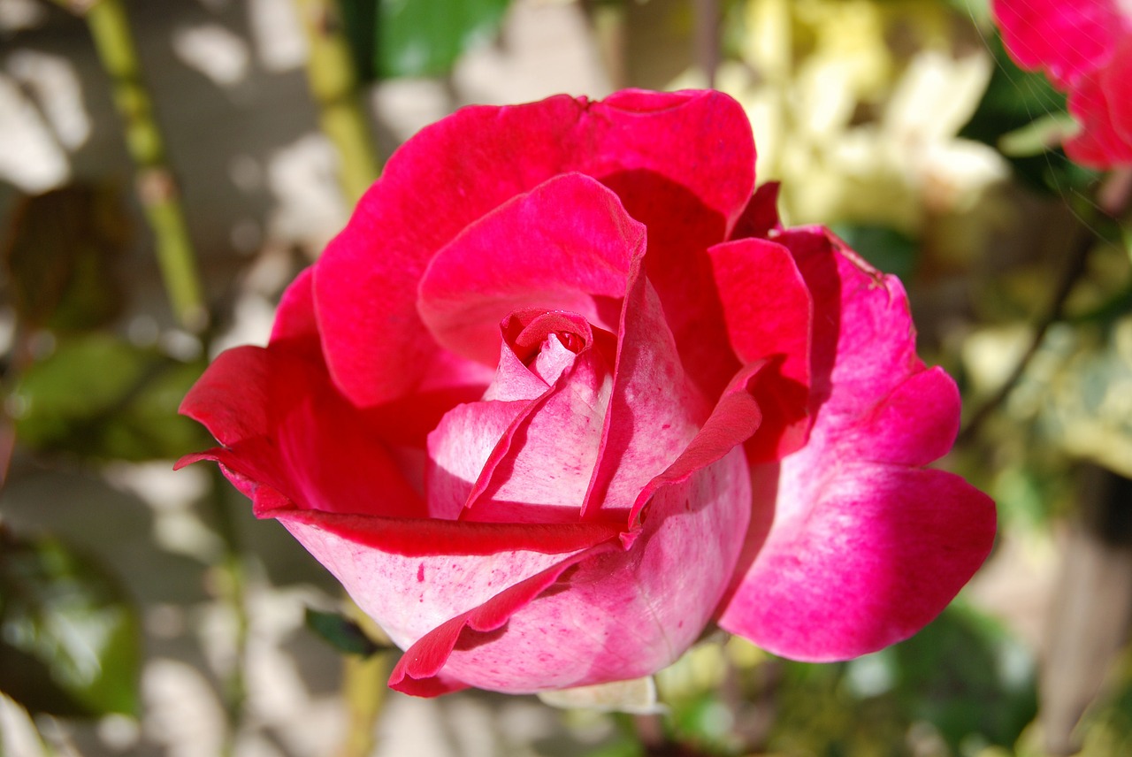 rose red flower free photo