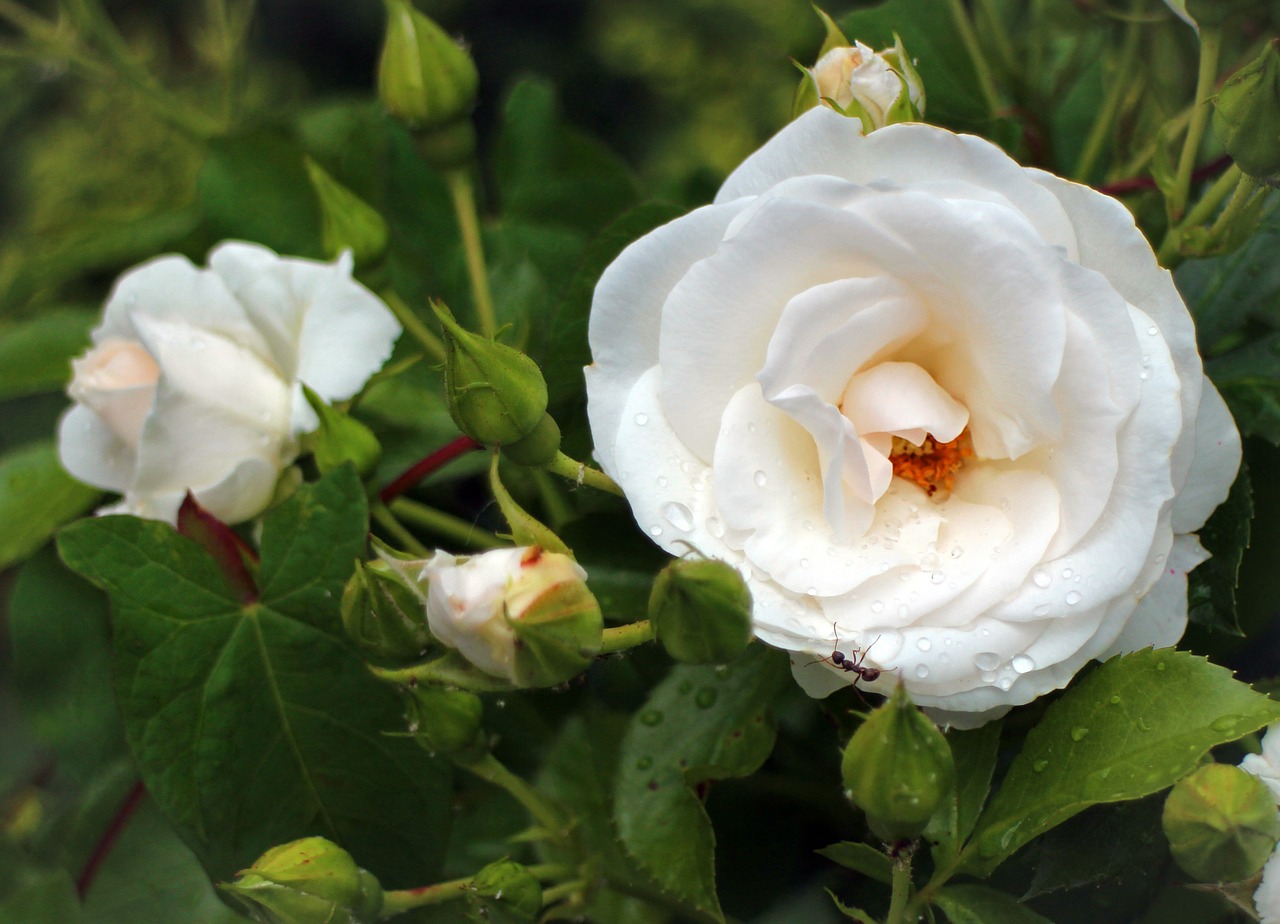 rose blossom bloom free photo