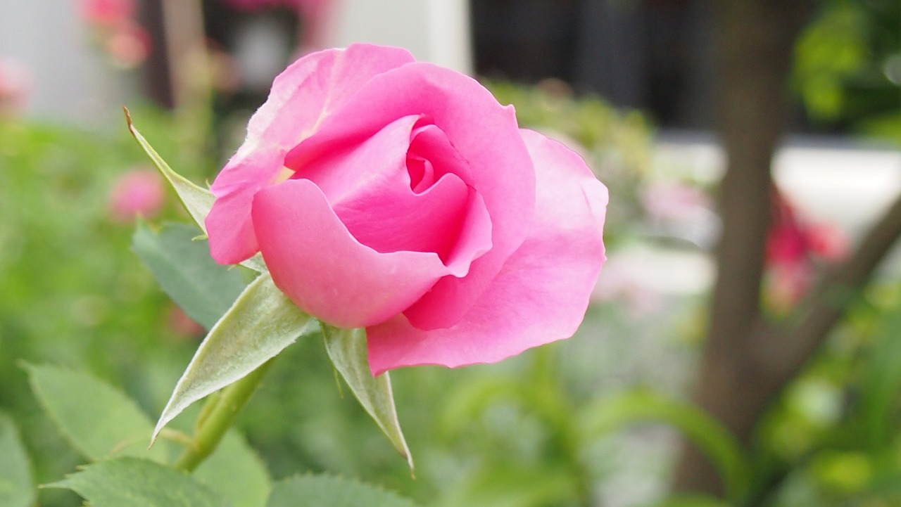 rose pink in the early summer free photo