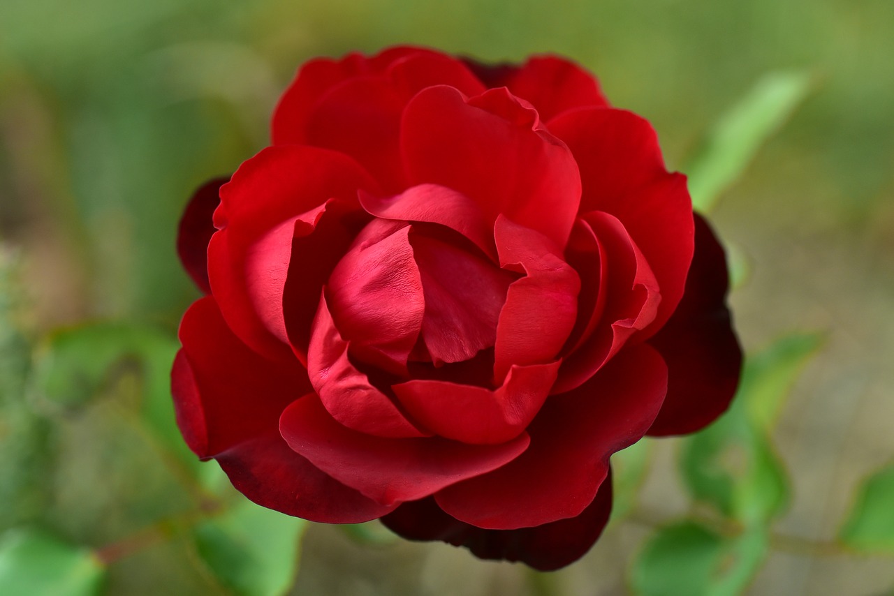 rose  red  blossom free photo