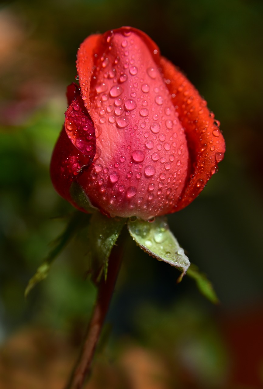 rose  bud  rosebud free photo