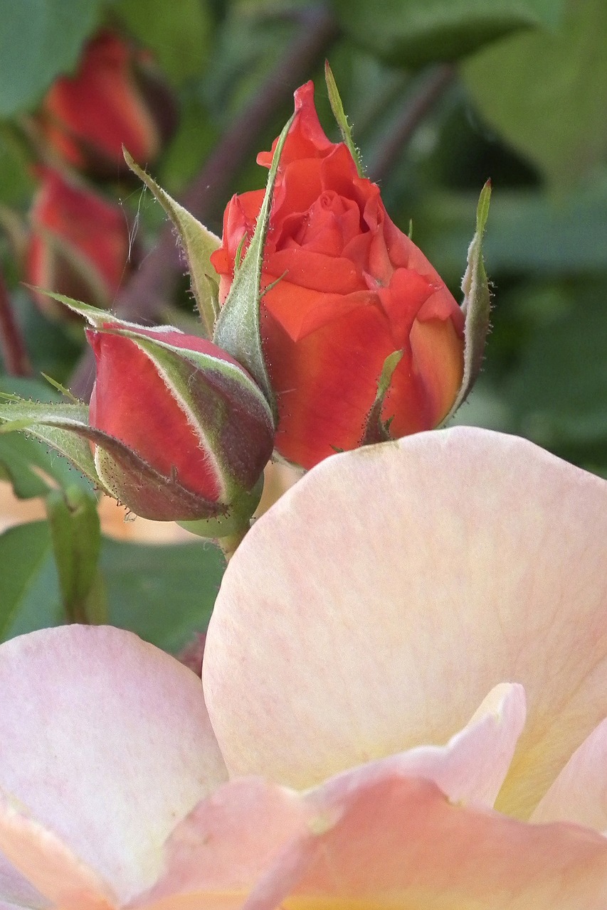 rose tender orange free photo