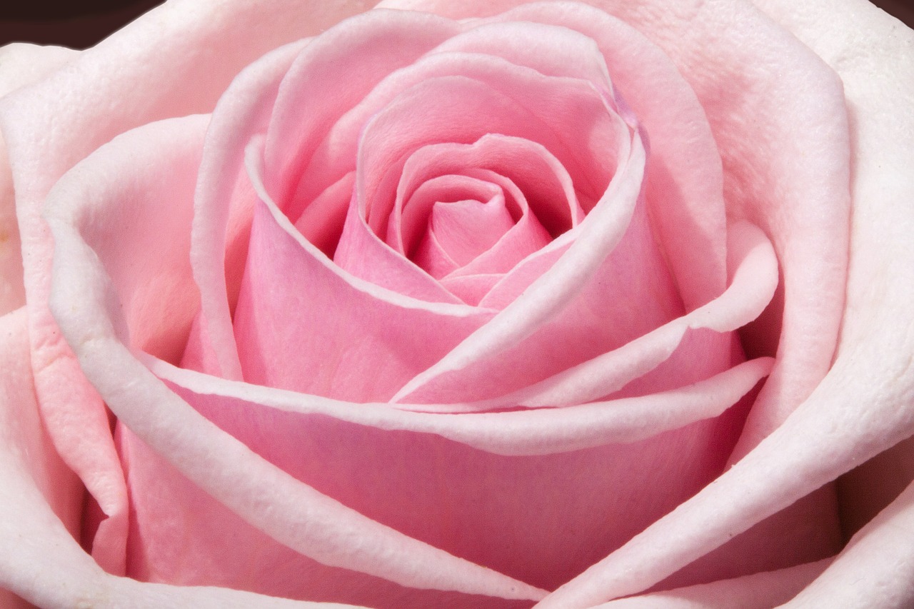rose composites flowers free photo