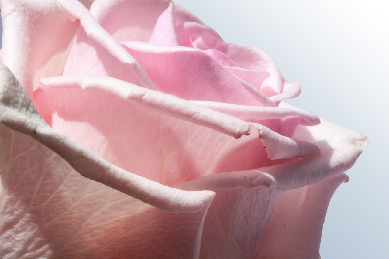 rose composites flowers free photo