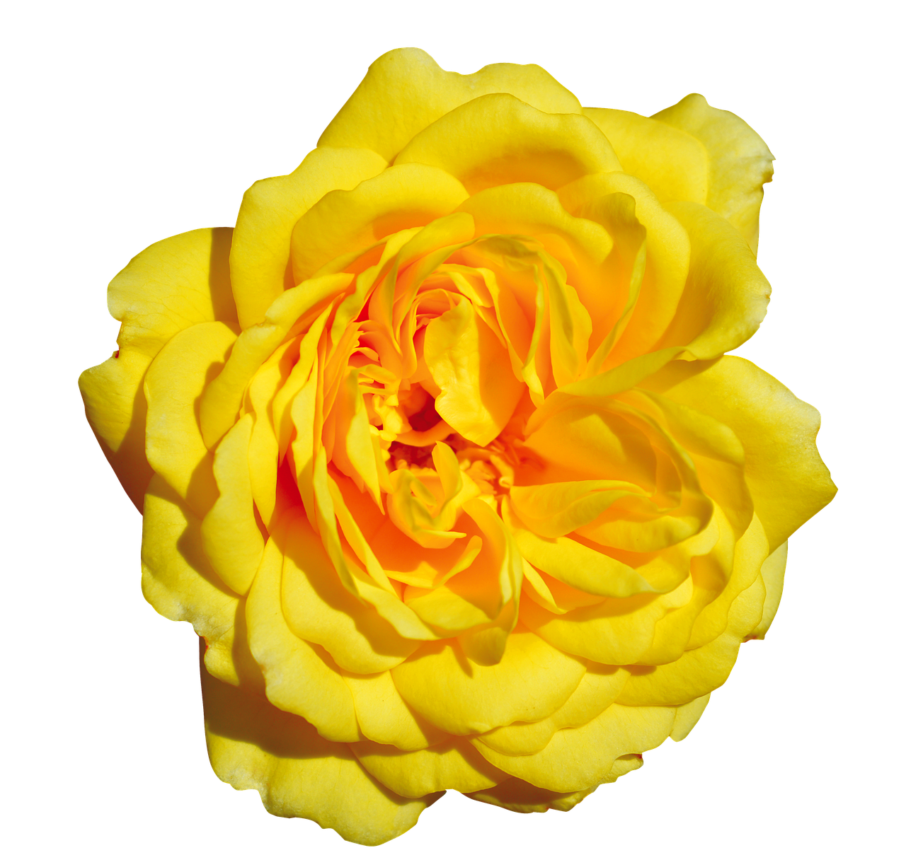 rose  yellow  free free photo