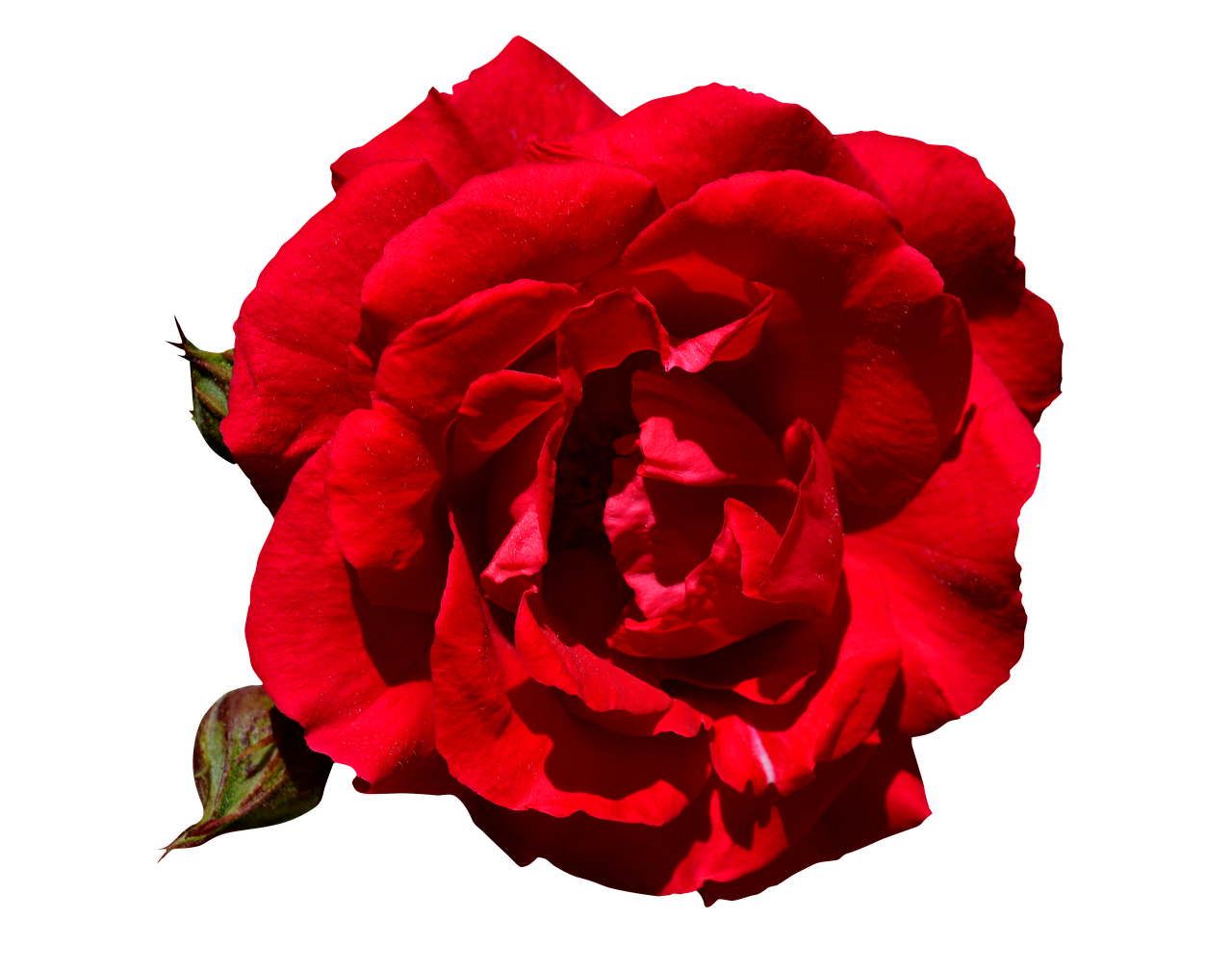 rose  red  free free photo