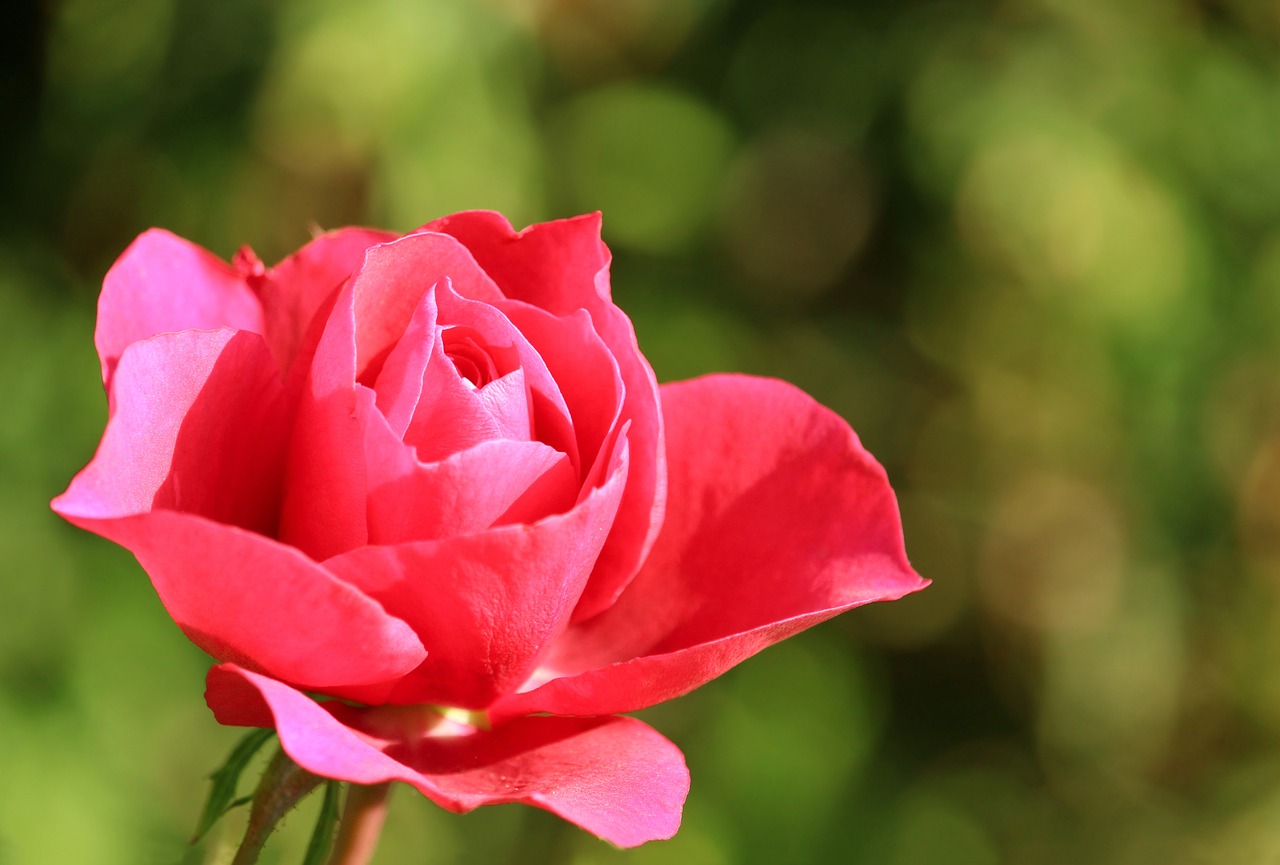 rose  flower  plant free photo