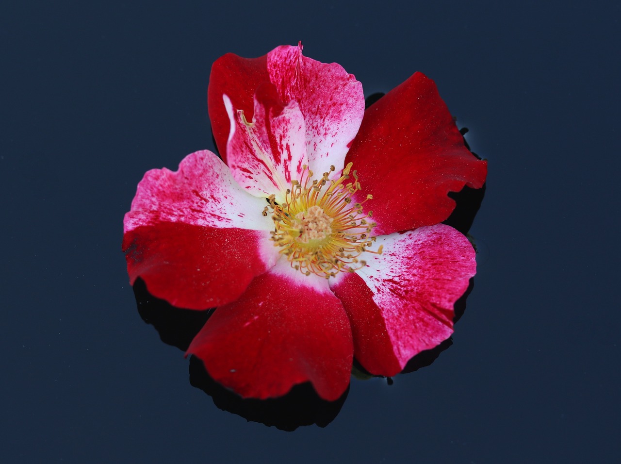 rose  flower  red free photo