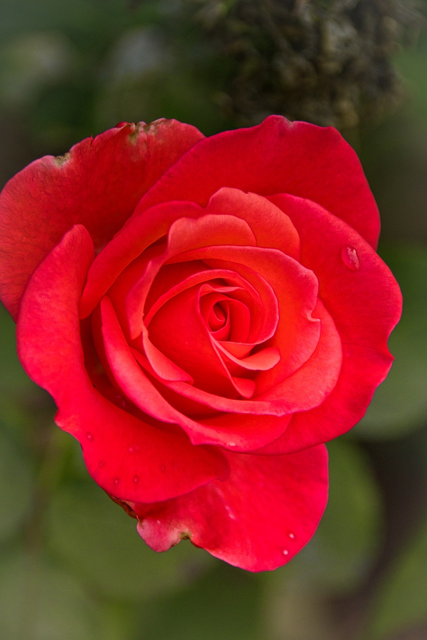 rose  red  sweet romance free photo