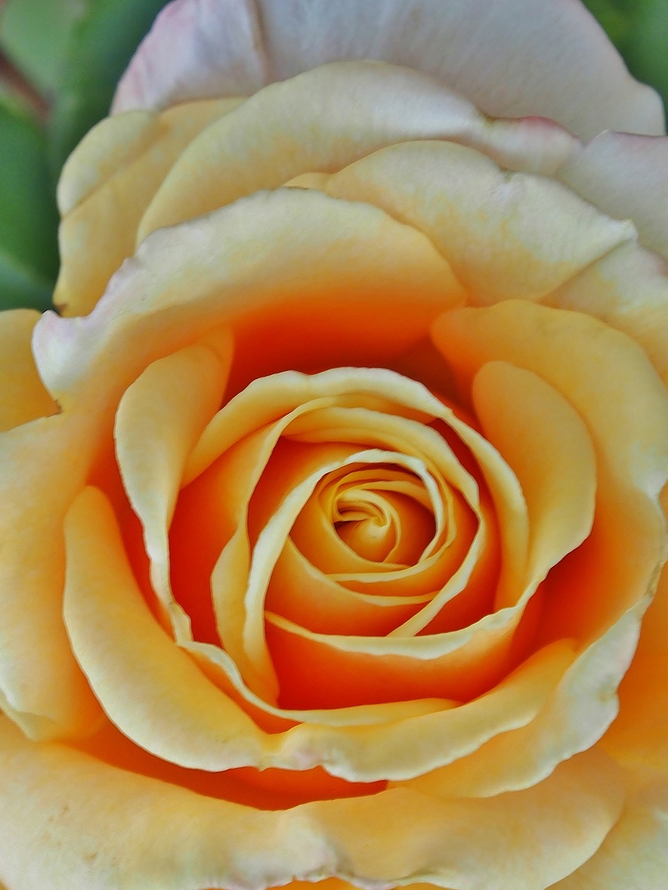 rose  orange  blossom free photo