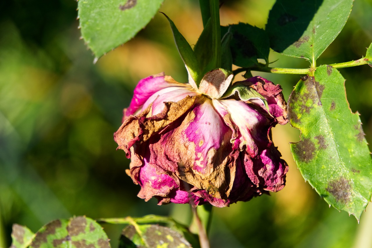 rose  blossom  bloom free photo